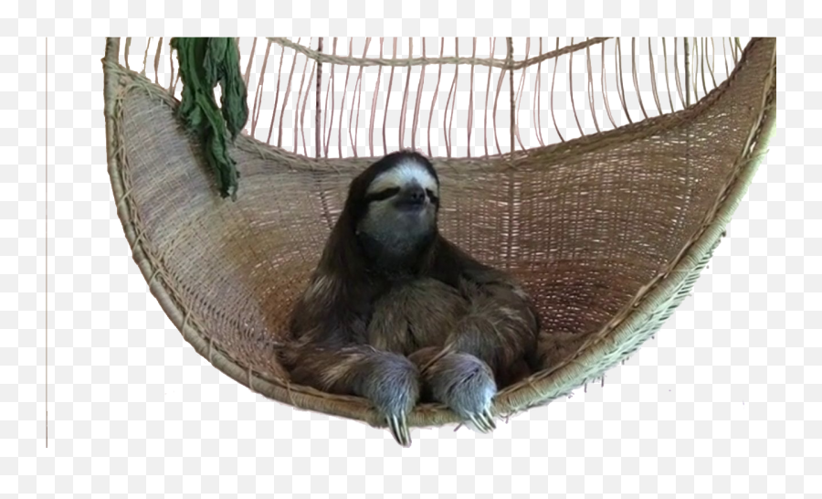 Bant - Internationalrandom Thread 1913241 Deal With It Sloth Png,Sloth Png