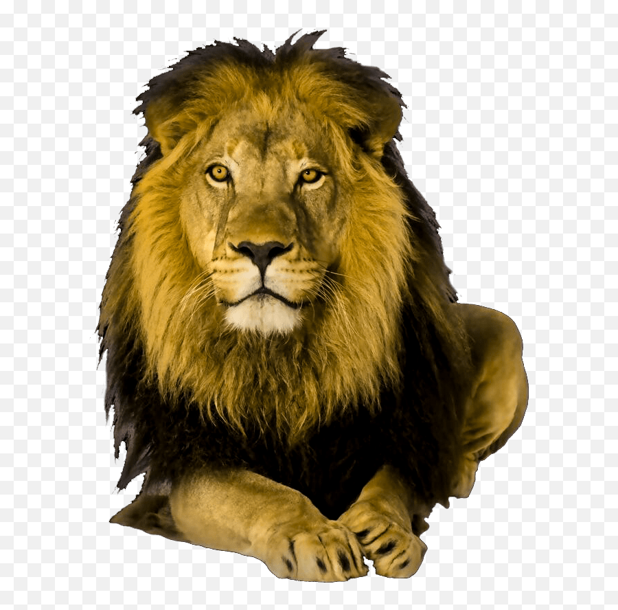 Wild Animals Png Transparent Animalspng Images Pluspng - Lion Png,Animal Clipart Png