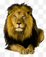 Wild Animals Png Transparent Animalspng Images Pluspng - Lion Png,Animal Clipart Png