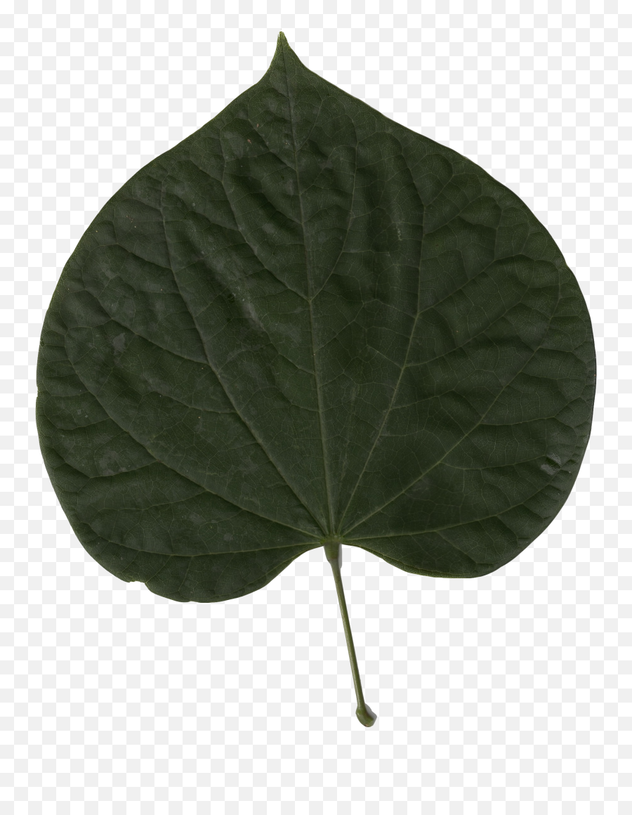 Filecercis Canadensis Leafpng - Wikimedia Commons Cercis Siliquastrum Leaf,Leaf Png