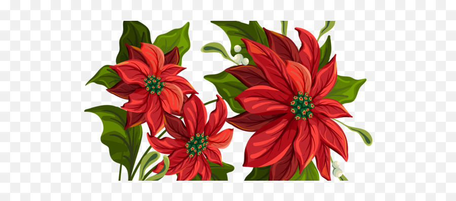 Poinsettia Drawing - 600x315 Png Clipart Download Christmas Flower Transparent Background,Poinsettia Png