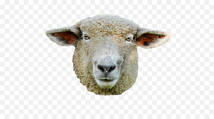 Sheep Head Png Svg Royalty Free Library - Sheep Face Png,Sheep Png