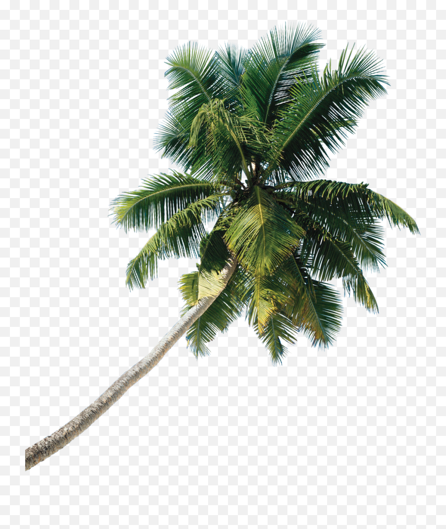 Asian Palmyra Palm Tree Coconut - Tree Png Download 927 Coconut Tree Png Real,Palm Png