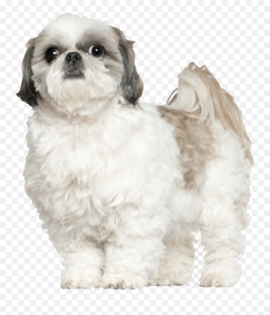 Dog Png Images Transparent Free Download Pngmartcom - Shih Tzu Png,Dog Png