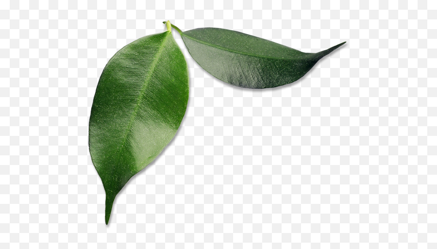 Download Small Avocado Leaves - Avocado Full Size Png Bay Laurel,Avocado Transparent Background