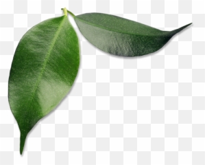Download Small Avocado Leaves - Avocado Full Size Png Bay Laurel,Avocado Transparent Background