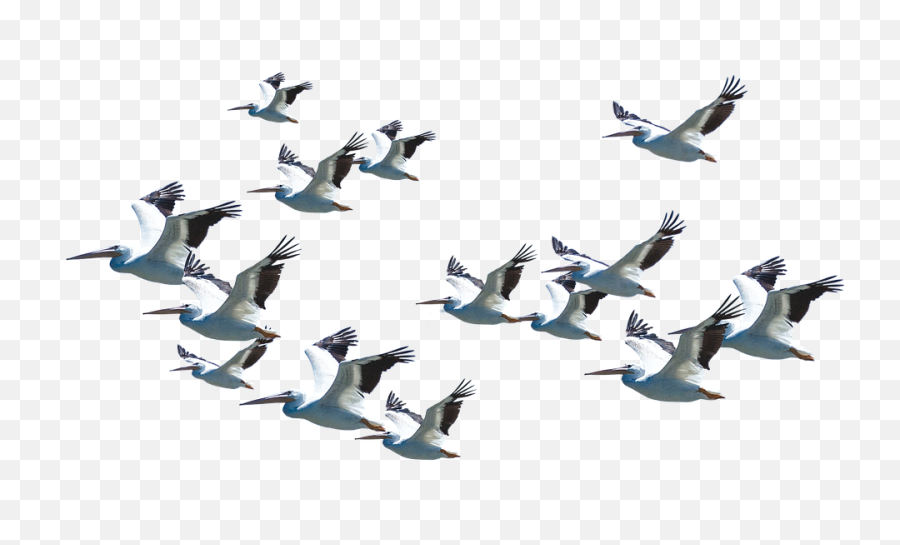 Download Hd Flying Pelican Png - Flying Birds Good Morning,Pelican Png