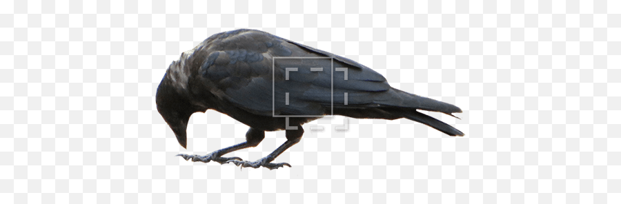 Crow - Immediate Entourage European Swallow Png,Crow Png