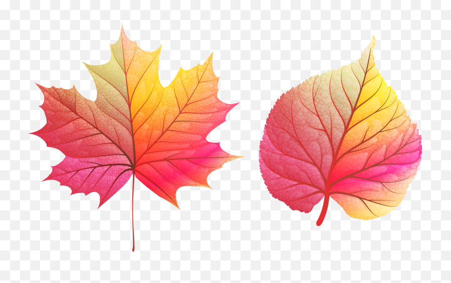 Download Hd Fall Leaves Clipart Png Transparent Image - Fall Color Leaves Png,Leaves Clipart Png