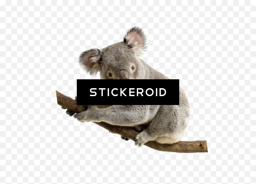 Koala Transparent Background Png Image - Cute Koala White Background,Koala Transparent