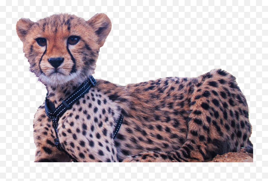 Download Image Cheetah Cub - Cheetah Png Image With No Cheetah Cub Png,Cheetah Png