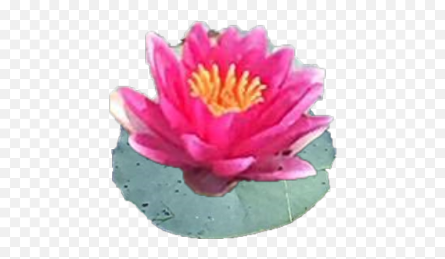 Cropped - Sacred Lotus Png,Lily Flower Png