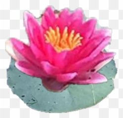 Cropped - Sacred Lotus png