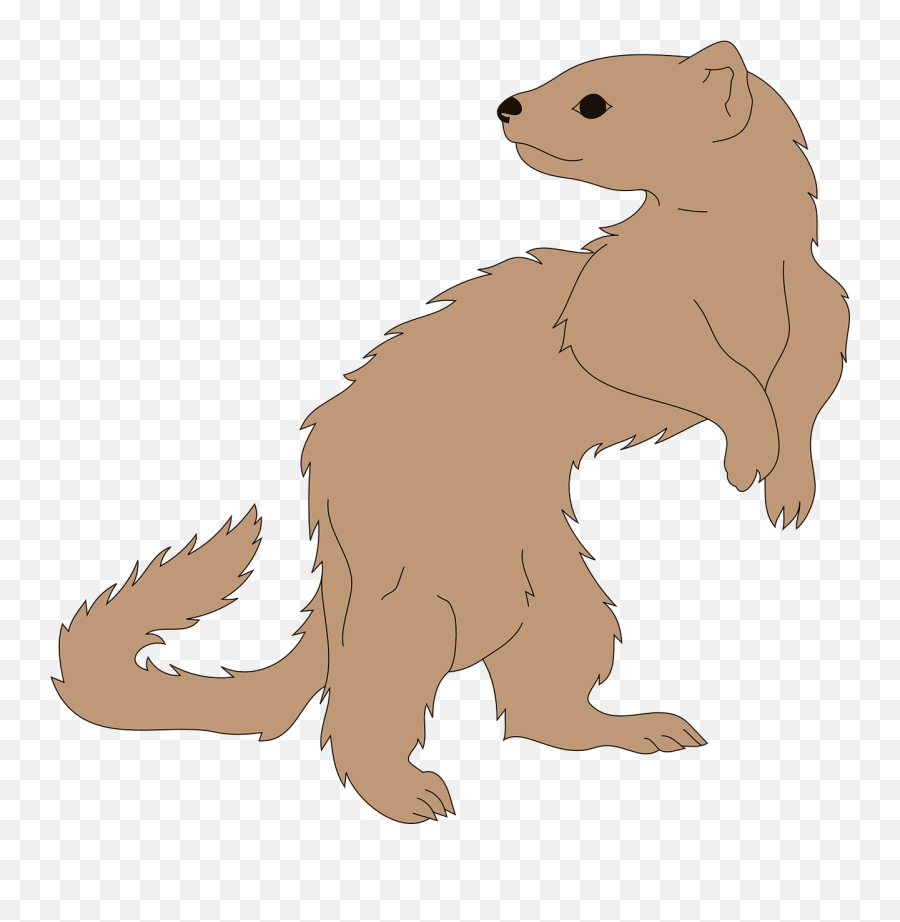 Ferret Animal Mammal - Furão Png,Ferret Png