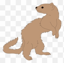 Ferret Animal Mammal - Furão Png,Ferret Png