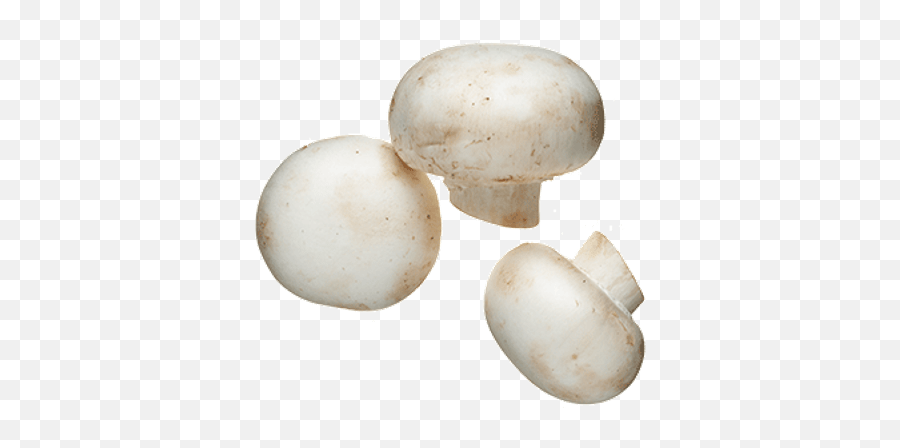 Mushrooms Transparent Png Images - Page2 Stickpng Mushroom Png,Mushrooms Png