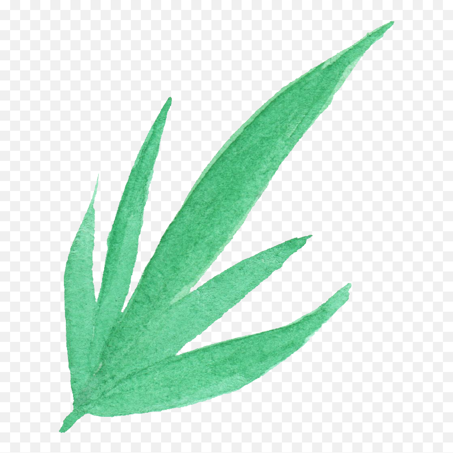 25 Watercolor Leaf Png Transparent Vol 3 Onlygfxcom - Agave,Aloe Png