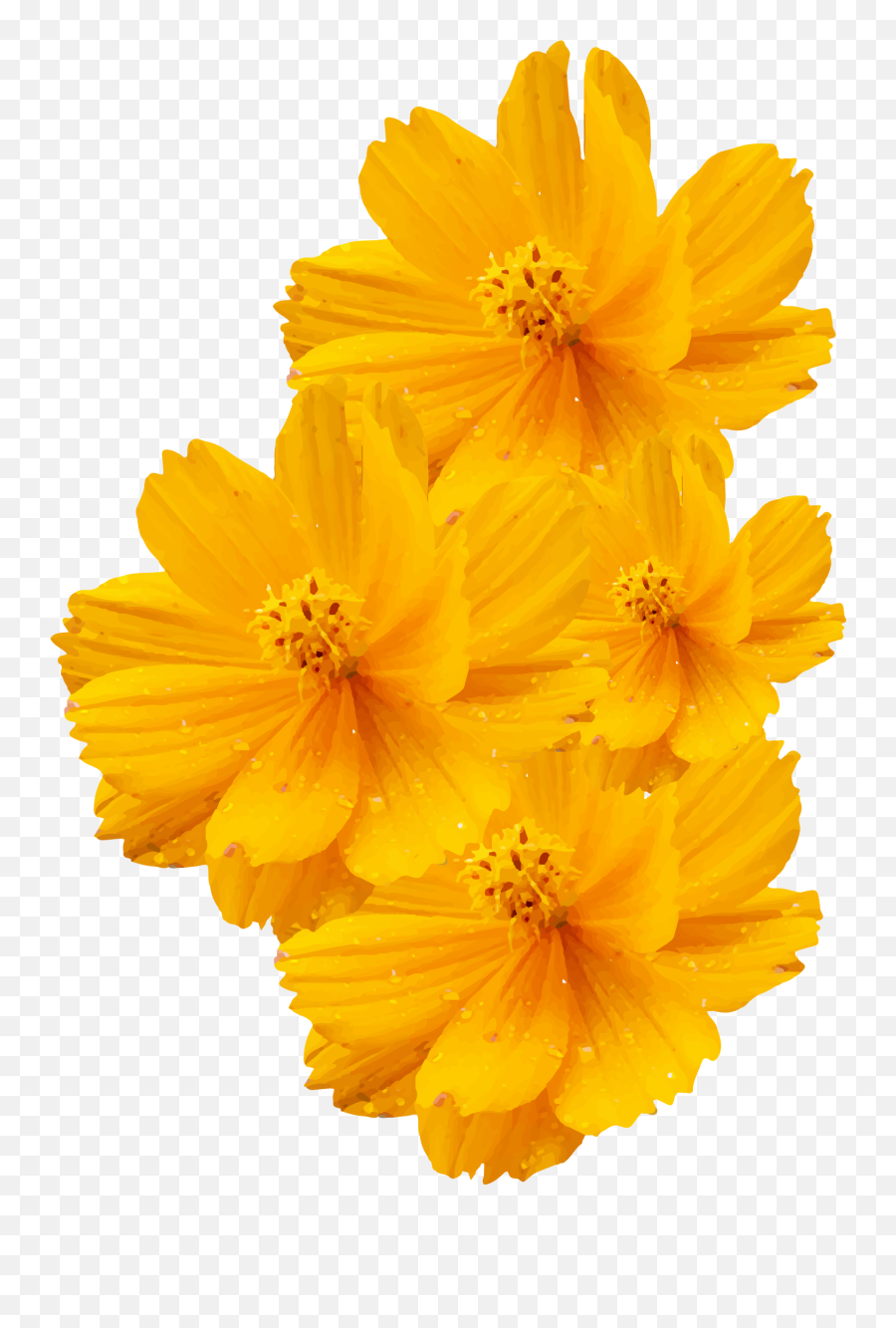 Cosmos Sulphureus Bipinnatus - Vector Yellow Flowers Png,Yellow Flower Png