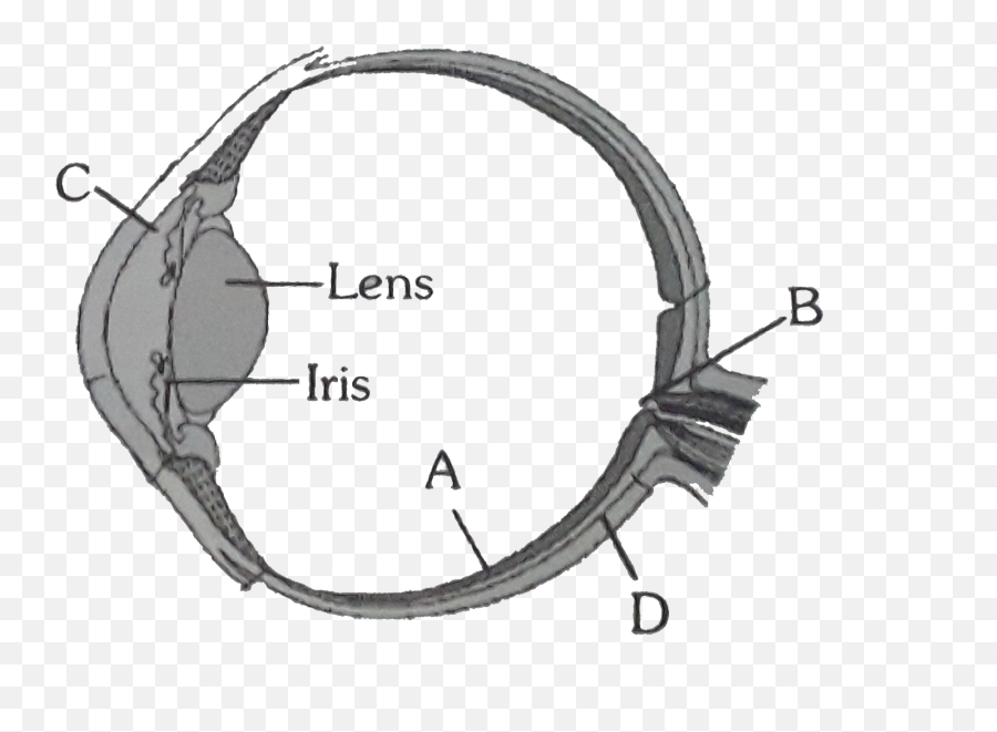 Parts Abc And D Of The Human Eye Are Shown In Diagram - Circle Png,Human Eye Png