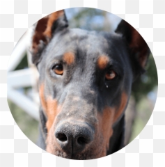 Download Transparent Doberman Png - Dobermanns Links Usa Portable Network Graphics,Doberman Png