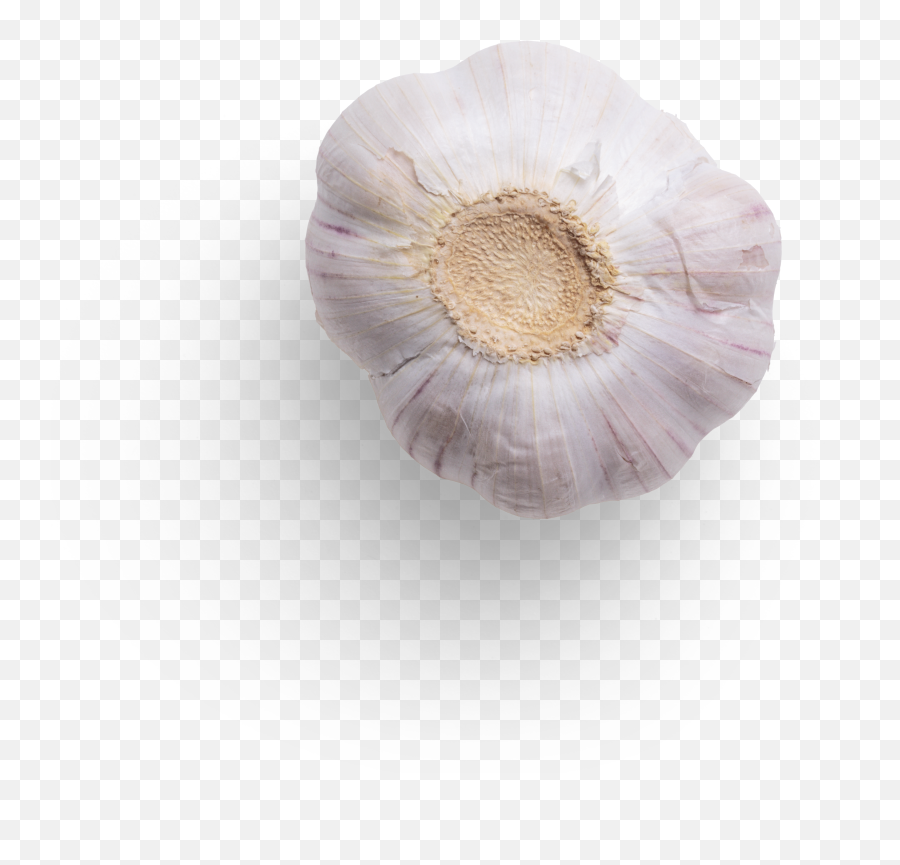 Garlic Graphic Asset - Anemone Png,Garlic Transparent Background