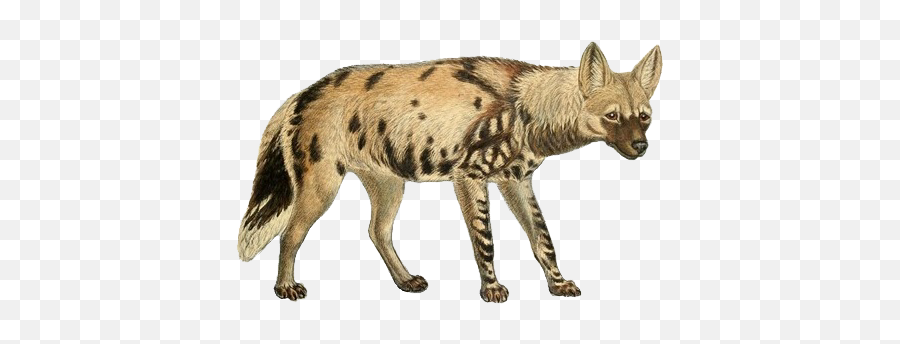 Dogs Jackals Wolves And Foxes - Hyena No Background Png,Jackal Png