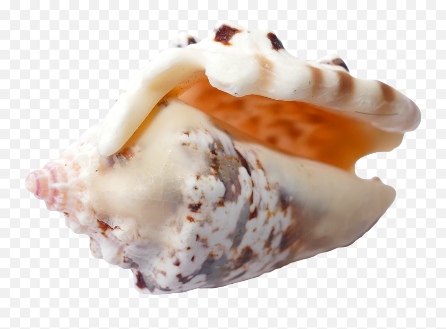 Vacation Sea Shells Ocean Beach - Seashell Png,Seashells Png