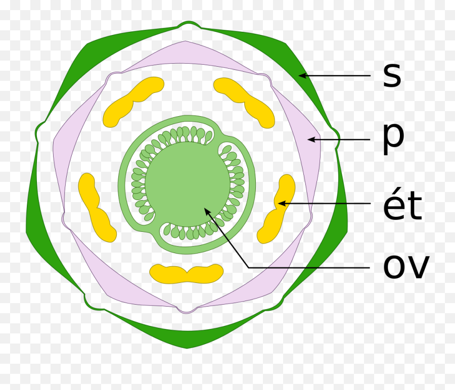 Filediagramme Floral Solanum Tuberosumsvg - Wikimedia Commons Png,Floral Circle Png