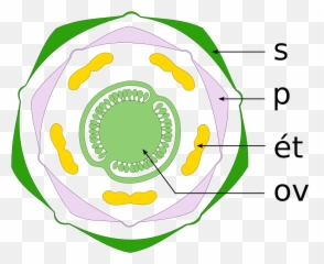 Filediagramme Floral Solanum Tuberosumsvg - Wikimedia Commons png