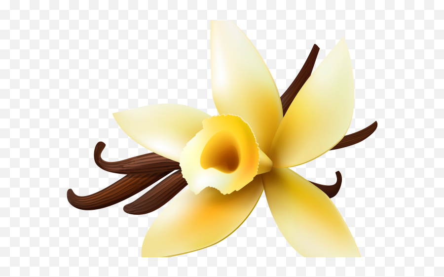 Vanilla Clipart Orchid Png