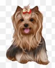 Yorkshire Terrier Png Transparent Images All - Yorkshire Terrier Png,Yorkie Png
