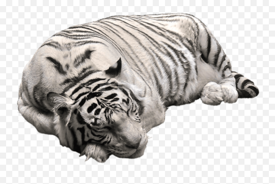 Download Free Png White Tiger Image - White Tiger Png,White Tiger Png