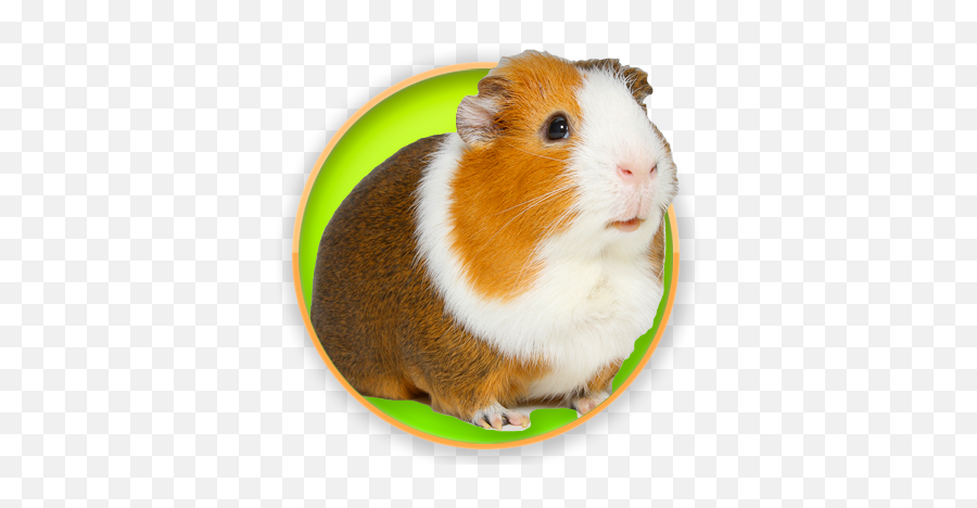 Guinea Pig Png Image With No Background Cochon D Inde Guinea Pig Png Free Transparent Png Images Pngaaa Com