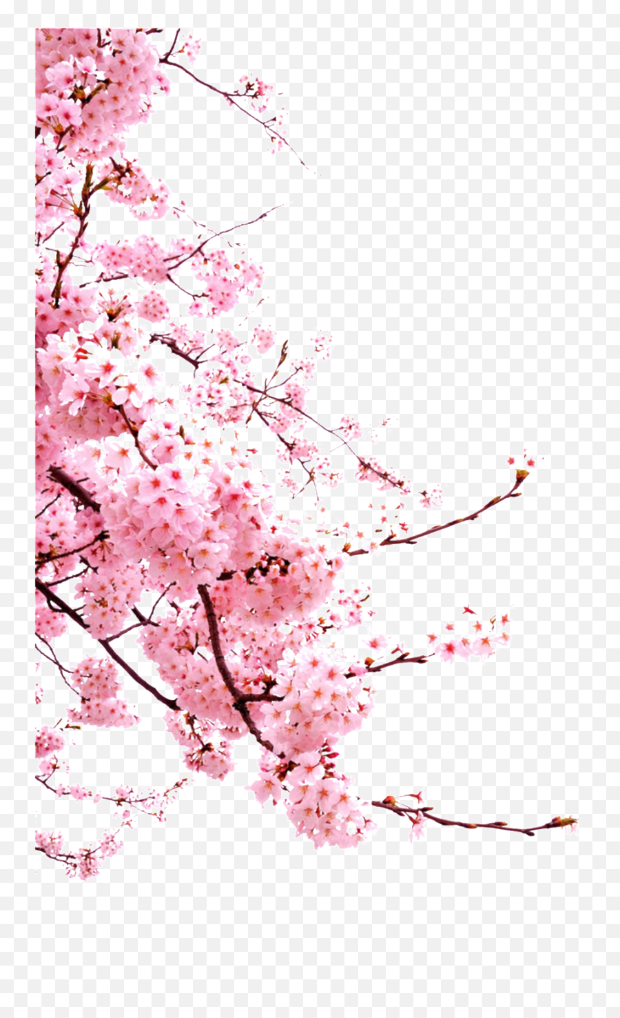 Chinese Style Painted Pink Flower - Japan Cherry Blossom Png,Sakura Png