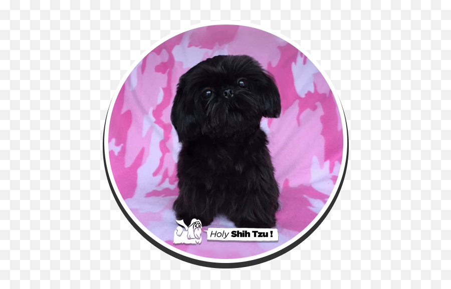 Holy Shih - Tzu Puppies Griffon Bruxellois Png,Shih Tzu Png