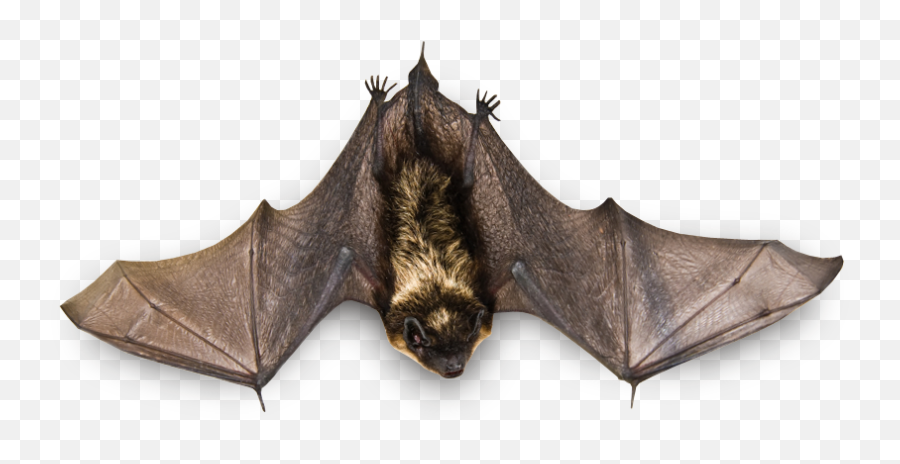 Download Flying Bat Png Image For Free - Bat Png,Bat Transparent