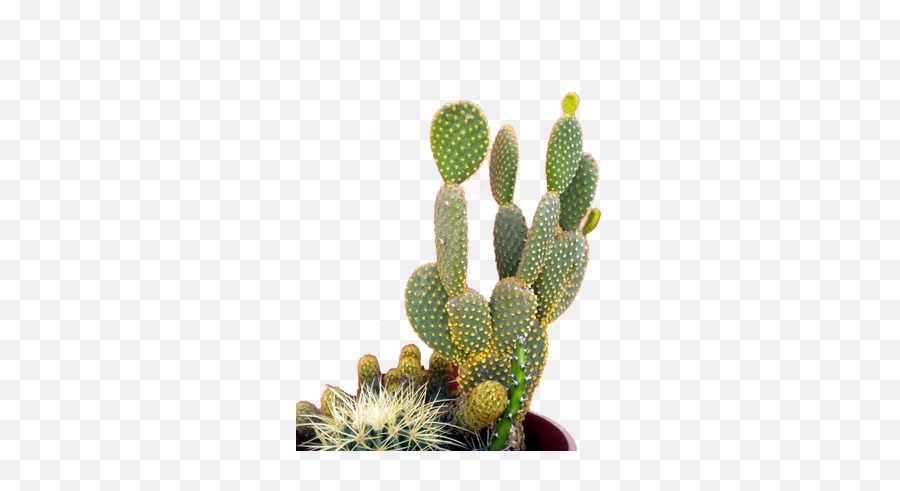 Cactus Png Images - Cactus Mur Rose,Cacti Png