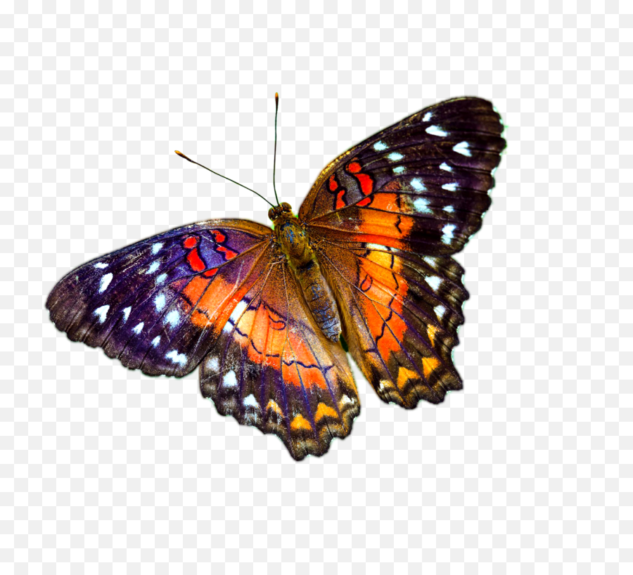 Butterfly Transparent Png Clipart - Transparent Background Real Butterfly Png,Butterfly Transparent