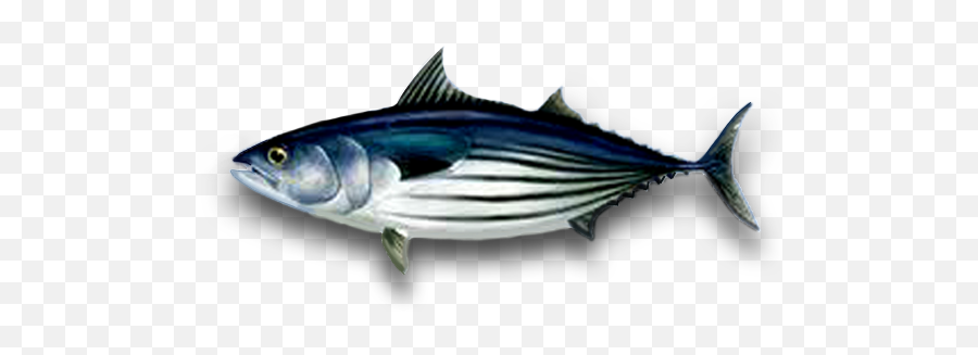 Download Samson Fish - Png Tuna Png Image With No Background Skipjack Tuna Png,Tuna Icon