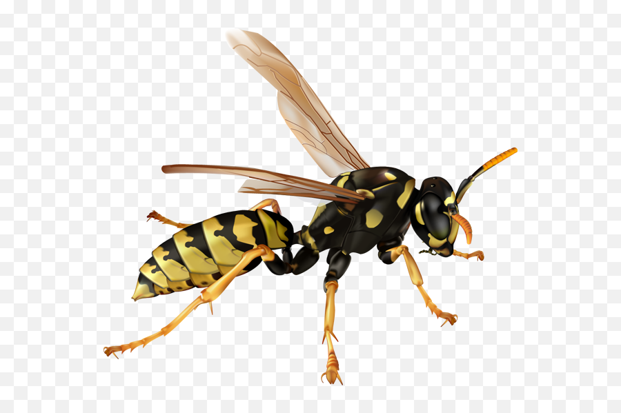 Download Free Png Wasp - Wasp Png,Wasp Png