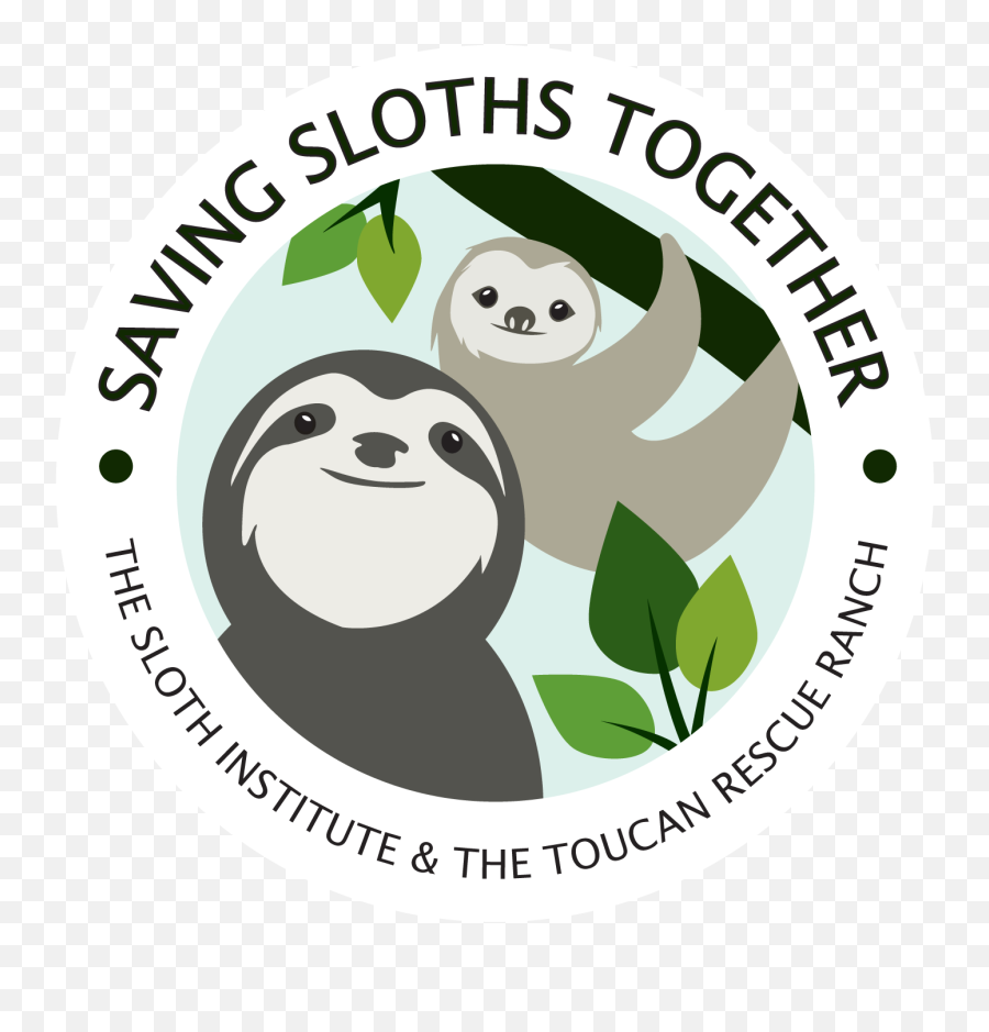 Rainforest Clipart Sloth Picture 1972690 - Sloths Logo Png,Sloth Png