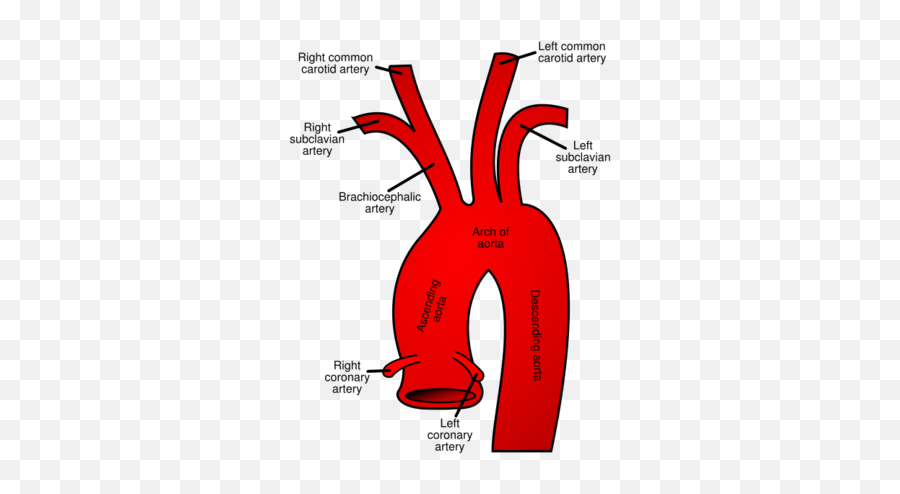 Cocaethylene Synthesis And Pathophysiology - Proteopedia Aortic Arch Png,Cocaine Transparent Background