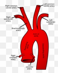 Cocaethylene Synthesis And Pathophysiology - Proteopedia Aortic Arch png