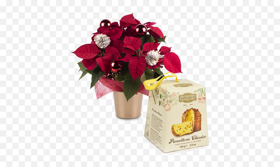 Deliver A Poinsettia And Panettone Surprise - Floraqueen Christmas Day Png,Poinsettia Png