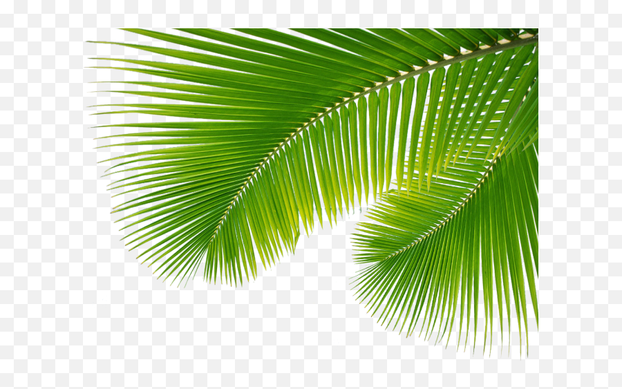Vaporwave Palm Png 6 Image - Palm Leaves Png Transparent,Palm Png