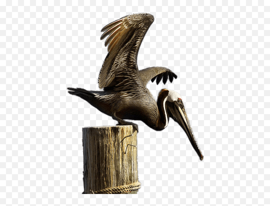 Brown Pelican - Brown Pelican Png,Pelican Png