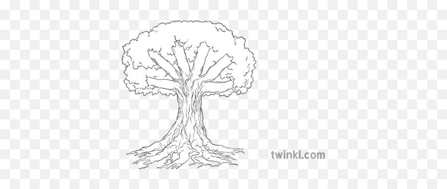 Knowledge Tree Roots Trunk And Branches Display Nature Plant - Sketch Png,Tree Roots Png