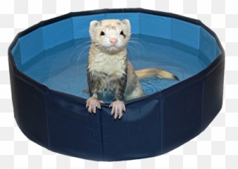 Ferret Swimming Pool - Sea Otter Png,Ferret Png