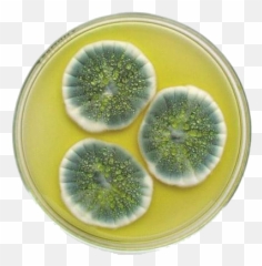 General Properties Of Fungi - Penicillium Chrysogenum Png,Fungi Png