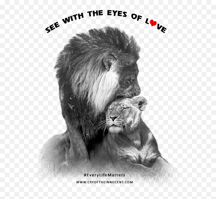 Crying Eyes Png - The Spirit Of Love Is Universal As The Lionne Et Son Lion,Crying Eyes Png